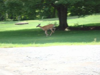 Camp 2012 12 - Deer in the Path Boonville, NY