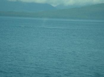 Whale spouts