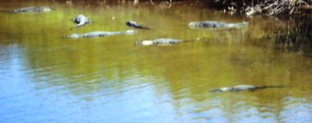 Wild Aligators at NASA