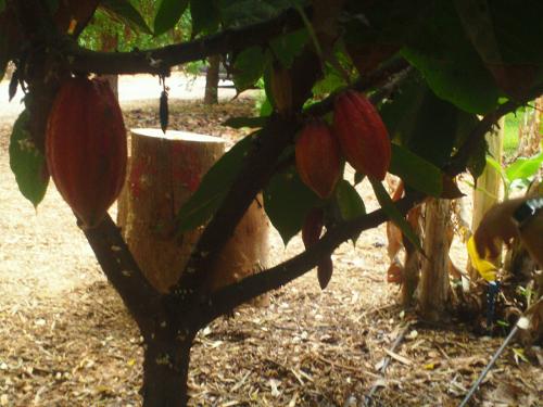 Cocoa Beans