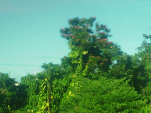 Flame Tree