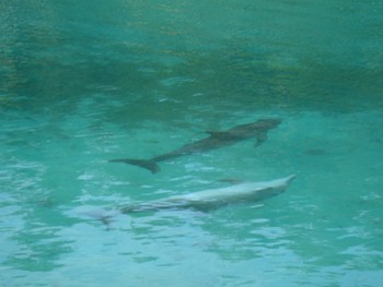 Dolphins at Blue`Lagoon.