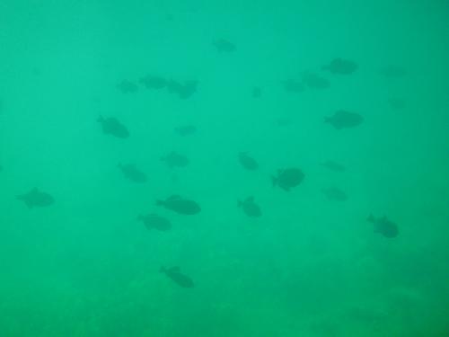 How many Fish