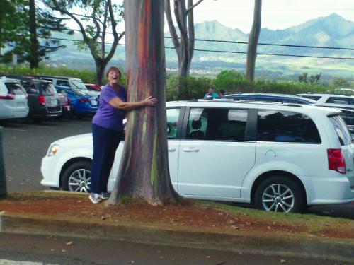 Rainbow Eucalyptus Tree