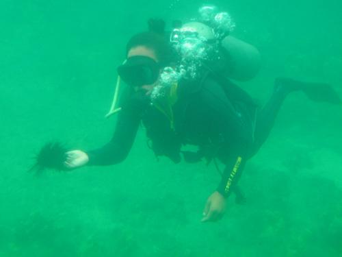 Submarine wildlife