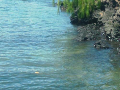 Turtle at 3 oclock