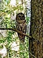 Barred Owl